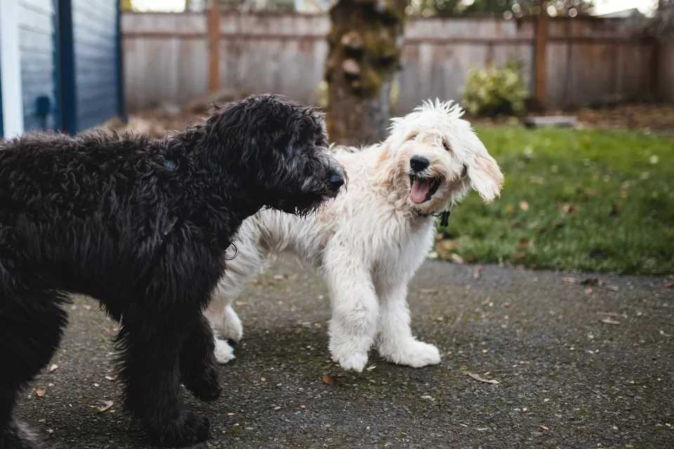 Two dogs looking at each other